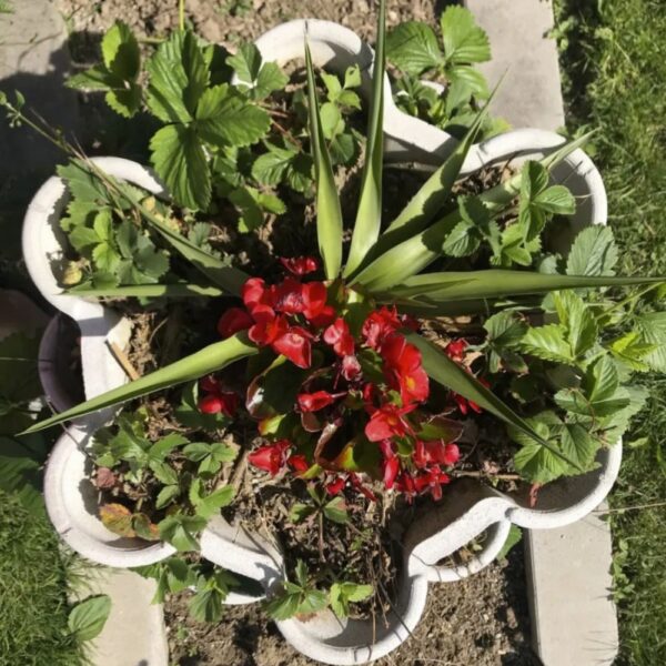 WuuYA Tree Molds – Modular Vertical Planter Molds for DIY Garden Projects - Image 3