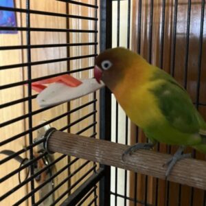 Cuttlebone Holder for Bird Cages – 3D Printable, Secure & Easy-to-Use Accessory for Pet Birds