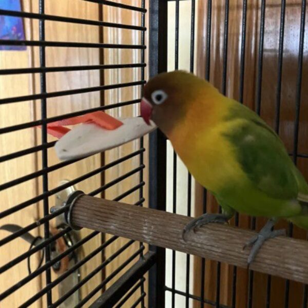Cuttlebone Holder for Bird Cages – 3D Printable, Secure & Easy-to-Use Accessory for Pet Birds