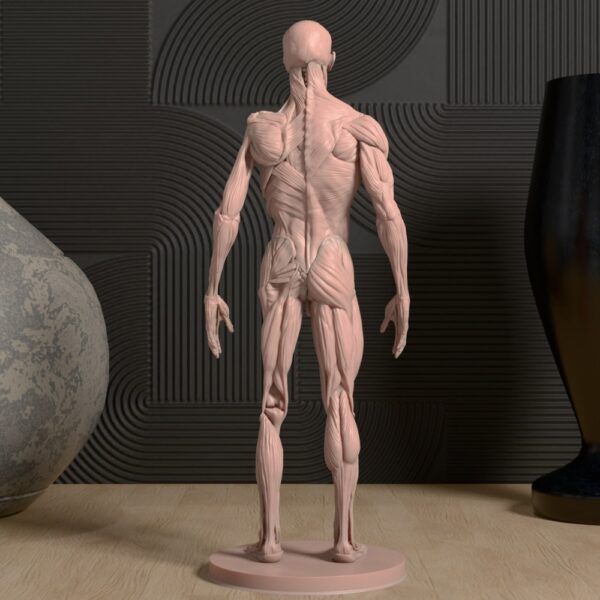 Anatomical Model of the Human Body – Detailed Educational Tool for Medical Students - Image 2
