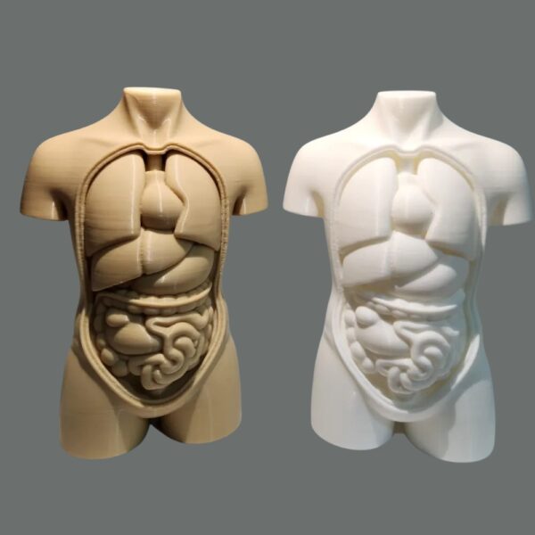 Human Torso Anatomy STL – 3D Printable Medical Model (Detailed Organs & Musculature for Education/Art) - Image 3