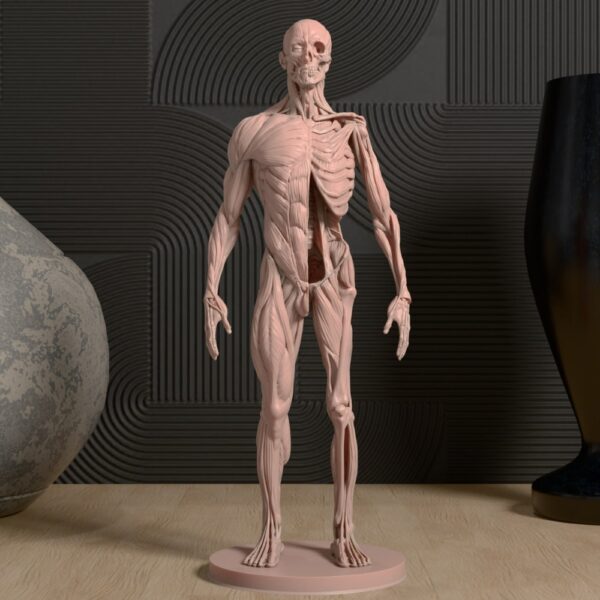 Anatomical Model of the Human Body – Detailed Educational Tool for Medical Students - Image 3