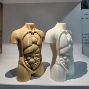 Human Torso Anatomy STL – 3D Printable Medical Model (Detailed Organs & Musculature for Education/Art)