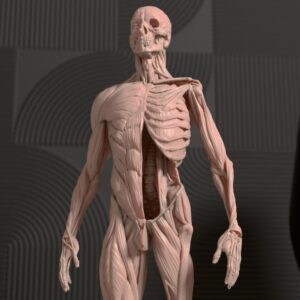 Anatomical Model of the Human Body – Detailed Educational Tool for Medical Students