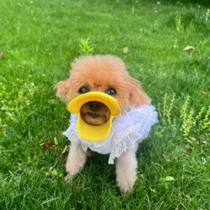 Duck Bill Dog Muzzle – Humane Silicone Muzzle for Small Breeds | Pringles Hack for Yellow Color