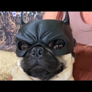 Batman Dog Mask for Short-Nosed Breeds — 3D-Printed, Comfortable Brachycephalic Fit